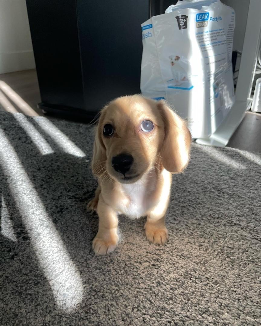 Adorable Dachshund Puppy